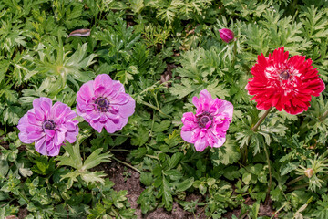 Poppy Anemone (Anemone coronaria) in garden