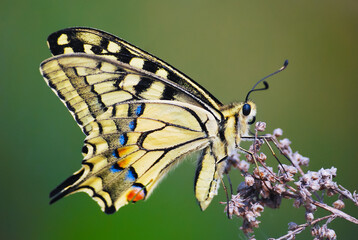 Fototapeta premium Beautiful swallowtail butterfly on a green background in spring, macro photo