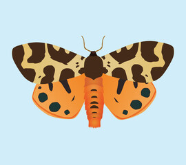 
An illustration of a Garden tiger moth. The insect is depicted with his wings up. Pale blue background