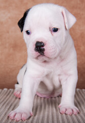 Obraz premium Close up portrait of American Bullies puppy on brown background