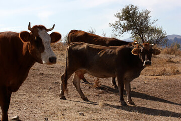 cows grazing freely in nature
