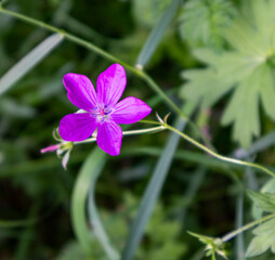 stretching upward purple five-leafed flower Agrostemma githago in the forest surrounded by greenery
