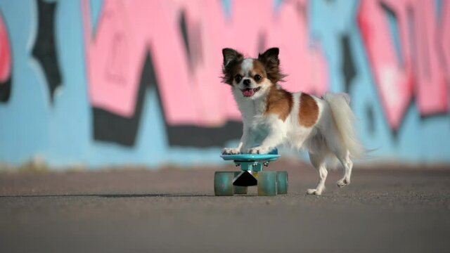 little chihuahua pet dog riding pushing skateboard during outdoors leisure sport obedience training in summer