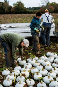 Three workers standing in a field, loading freshly picked white gourds onto a truck.