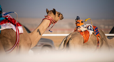 Camel racing in Saudi Arabia - Powered by Adobe