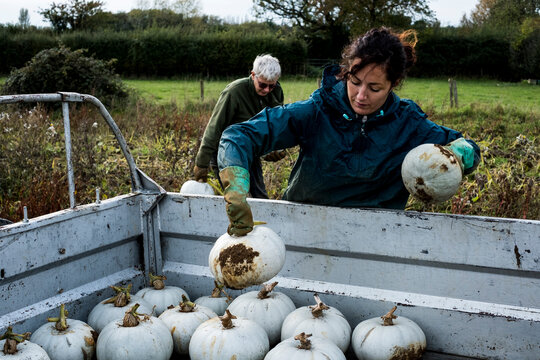 Two farmers loading freshly picked white gourds onto a truck.