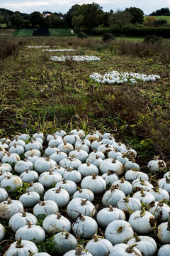 High angle view of freshly picked white gourds in a field.