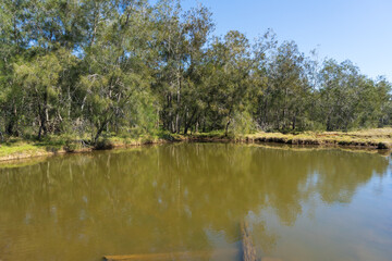 Casuarina trees reflected in a shallow pond in the coastal wetlands at Lota, Queensland, Australia 