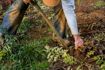 Close up of farmer standing in a field, harvesting parsnips.