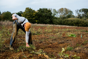 Farmer standing in a field, harvesting parsnips.