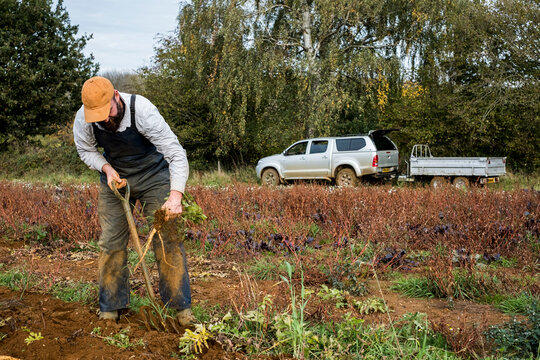 Farmer standing in a field, harvesting parsnips.