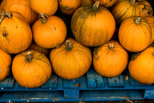 High angle view of freshly picked pumpkins on a blue wooden pallet.