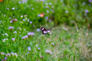 Egggly Butterfly with wings wide open feeding on a  flower seen  with a beautiful green soft blurry background during springtime
