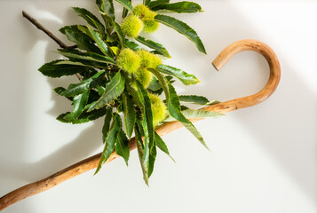 kretischer Hirtenstab und Zweig mit stacheligen Früchten der Edelkastanie.