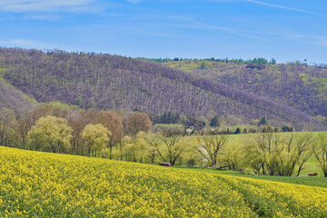 Fototapeta na wymiar Yellow rapeseed field. Spring. Blooming trees. Hills. Blue sky. White clouds.