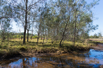 Fototapeta na wymiar Grassy field with casuarina trees reflected in the tidal pond