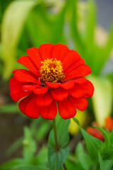 Beautiful red flowers bloom in the city park. Beautiful flowers.
