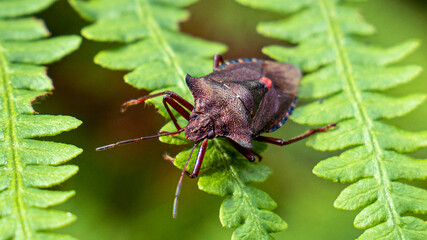 Red Legged Shield Beetle - sitting on a fern waving it's antenna