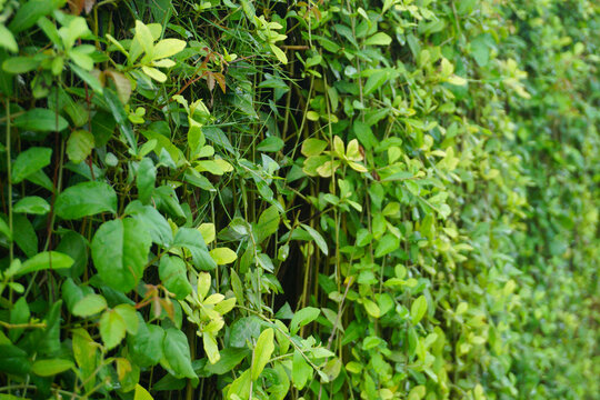 Background of the wall of green plants. Good for nature concept