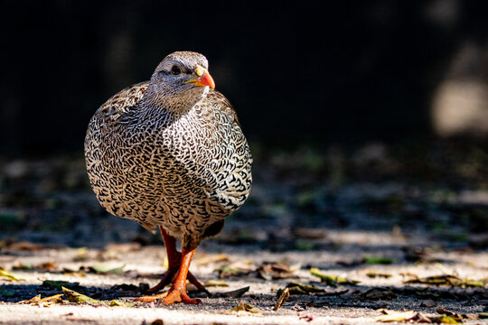 A natal spurfowl, Pternistis natalensis, walks towards the camera,  direct gaze