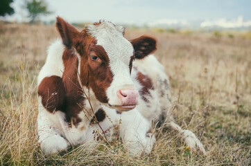 cow in the meadow