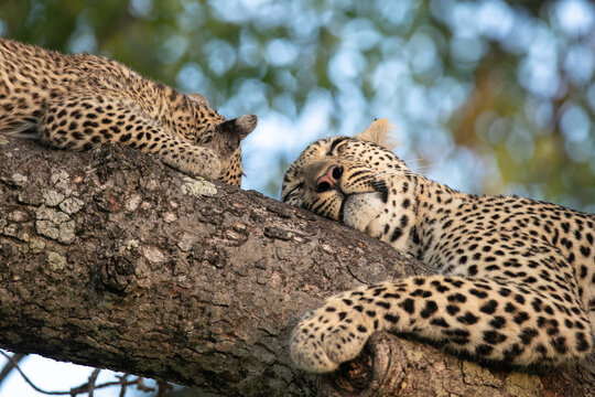 Two leopard, Panthera pardus, sleep on a branch of a tree