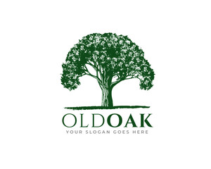 Obraz premium Vintage Old Oak Maple Tree logo design 