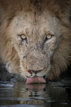 A male lion, Panthera leo, laps water up with his tongue, direct gaze