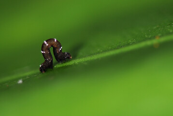 Caterpillar on a leaf