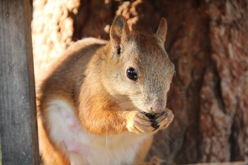 squirrel on a tree