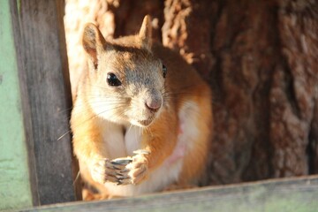squirrel on a tree