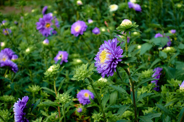 lilac aster among another ones