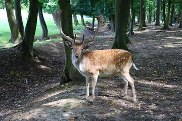 European fallow deer (dama dama)