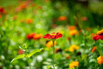Marigold flowers on a natural background with bokeh effect.