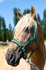 Vertical closeup of a horse covered in flies outdoors in a field