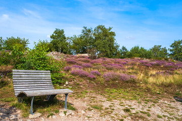 A bench in the heather landscape in full bloom in Rheinhessen / Germany on a sunny summer day