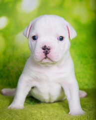 White American Bullies puppy on green background