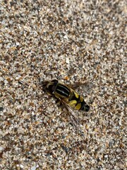 Insecte