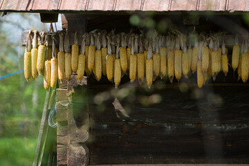 Dry corn hanging with a bell on a farmhouse yard. Beauty and tranquility in farming.