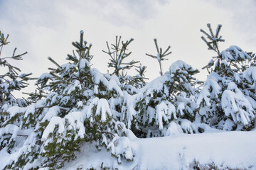 snow covered trees