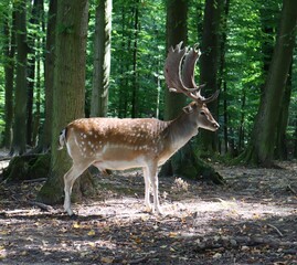 European fallow deer (dama dama)