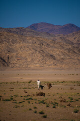 Fototapeta na wymiar Arabian camel racing