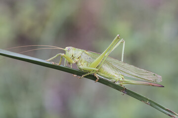 Tettigonia viridissima Great green bush-cricket insect of good size of green color female with the ovipositor at the end of the abdomen perched on a grass green unfocused background