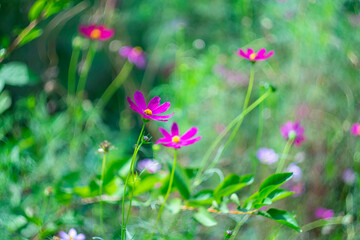 Obraz premium Red kosmeya like a chamomile on a natural background with bokeh effect.