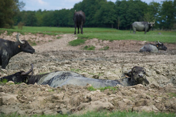 Water buffalo bathing in a pond in a pasture.