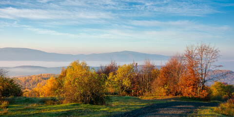 Fototapeta premium autumnal countryside of carpathian mountains. road in the top of a hill. trees in bright yellow foliage along the way in morning light. foggy valley in the distance. sunny weather with clouds