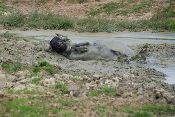 Water buffalo bathing in a pond in a pasture.