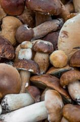A noble, royal mushroom. Dark white or bronze boletus. Boletus mushrooms in a wicker basket in a spruce forest. Beautiful texture of the nature background.