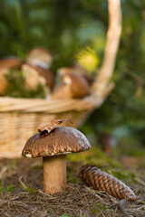A noble, royal mushroom. Dark white or bronze boletus. Boletus mushroom in the spruce forest. Beautiful texture of the nature background.