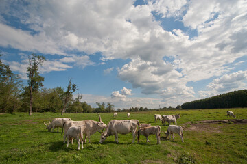 Fototapeta premium Hungarian Grey. Domesticated cattle breed. Ancient breed of domestic beef cattle indigenous to Hungary. 